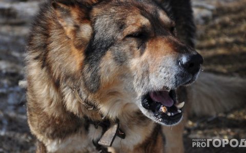 В Ухте на отлов собак потратят полмиллиона рублей