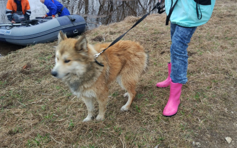 Ухтинские спасатели помогли спасти собаку, привязанную на тонущем острове
