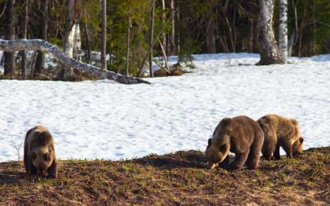 Житель Коми сфотографировал семейство медведей после зимней спячки