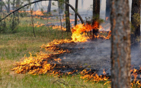 Ухтинцев предупредили о чрезвычайно высокой пожароопасности в начале недели