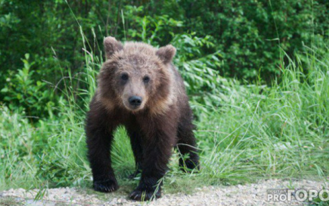 В Коми будут отстреливать медведей