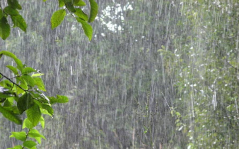 Неделя в Коми начнется с дождей