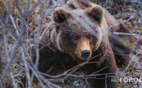 "Ходят прямо по дороге и никого не боятся": жители Ухты и Вуктыла встретили медведей