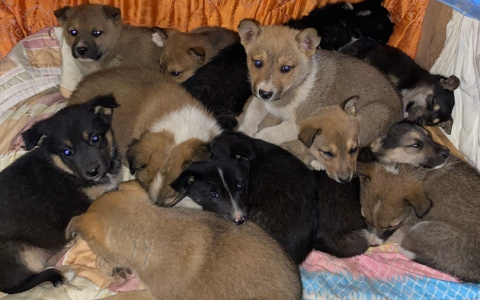 Приют для бездомных собак в Ухте оказался под угрозой закрытия