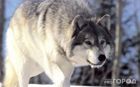 Сосногорцы боятся выходить из дома: по ночам в районе хозяйничают волки