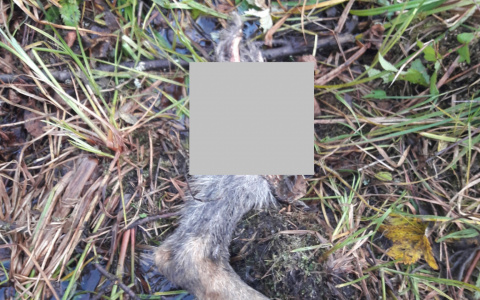 Осталась только лапа: В деревне в Коми волки загрызли очередную собаку
