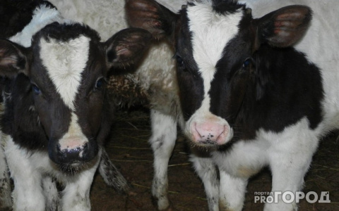 В Коми корова шесть дней пробыла в торфяной яме