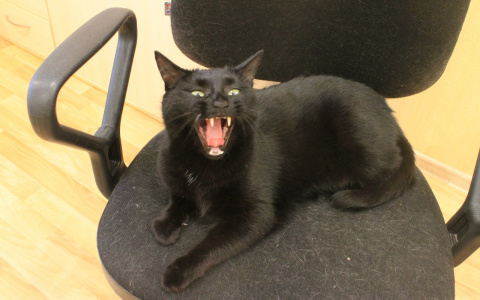 В Ухте черных кошек спасут от ритуальных обрядов на Хэллоуин