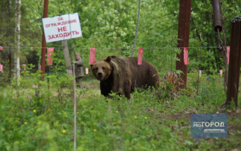 В Коми отстрелят двух агрессивных медведей