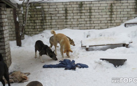 Их все больше и больше: как в Сосногорске осваиваются деньги на отлов собак