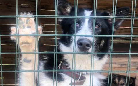 В Сосногорске не справляются с количеством бездомных собак