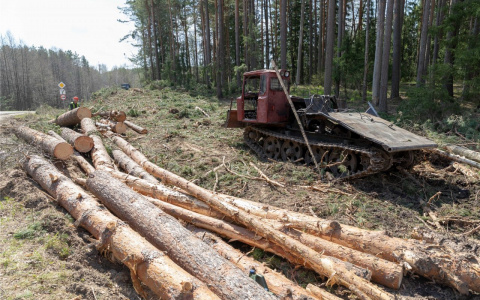 В Коми снизят ставки купли-продажи лесных насаждений для собственных нужд населения