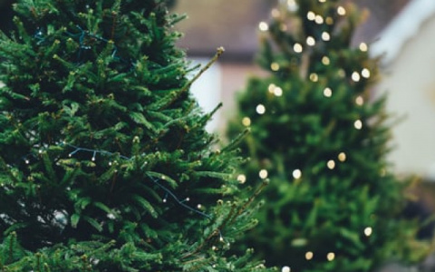 В Коми утвердили цены на новогодние елки