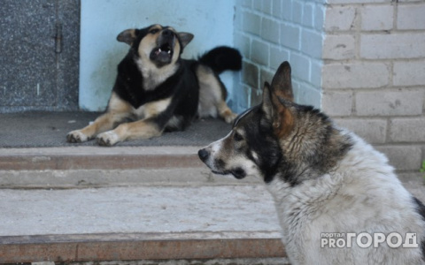 В Коми планируют чипировать всех собак
