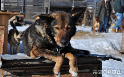 Минсельхоз Коми инициирует внесение поправок в закон о ловле бесхозных собак