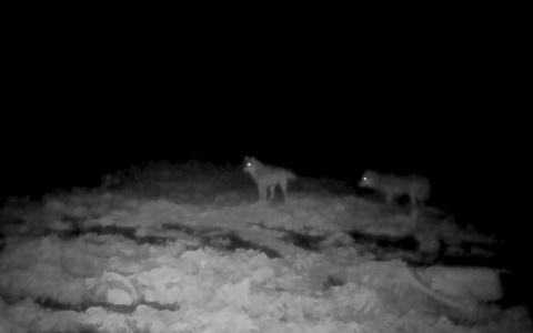 В Коми на свинокомплекс пожаловали волки