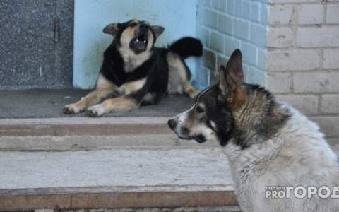 В госсовете Коми готовят обращение к правительству РФ по проблеме безнадзорных собак