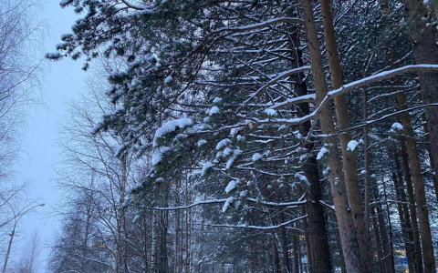 В Коми возвращаются сильные морозы