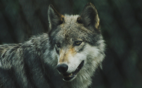 Новые правила охоты: волчатникам Коми разрешили использовать капканы и петли
