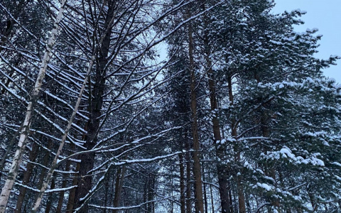 Республика Коми стала частью программы "Арктический гектар"