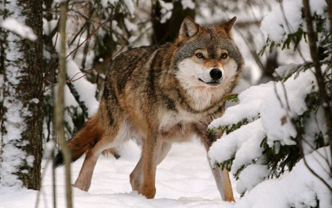 Охотники отстреляют более 30 волков в Ухтинском и Сосногорском районах