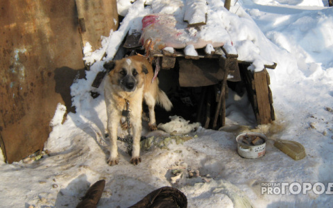 В Коми волки снова таскают собак