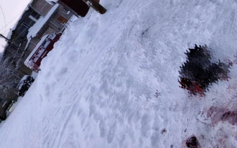 Под Сосногорском волки загрызли собаку