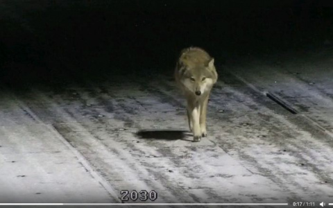 Волков стали замечать и в столице Коми