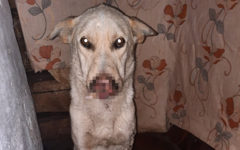 Отстрелил полморды: Житель Коми изуродовал собаку и оставил умирать