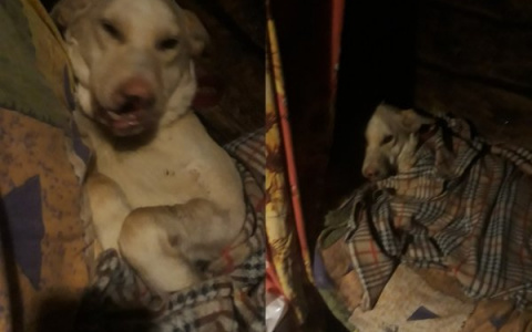 В Коми искалеченная собака оказалась никому не нужна