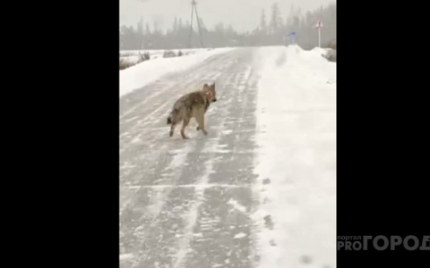 "Сожрали 14 собак!": Волки захватили село под Ухтой, жители боятся выходить на улицу