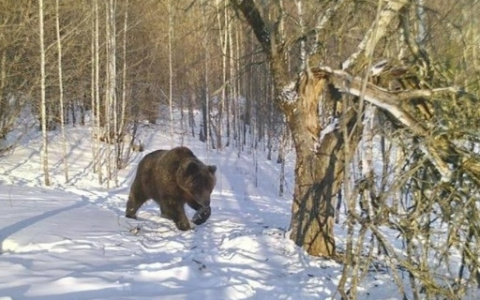 В Ухте на место пребывания медведя шатуна выедут инспекторы