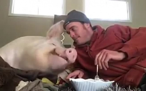 В Коми свиней станет меньше. Власти приступили к их уничтожению