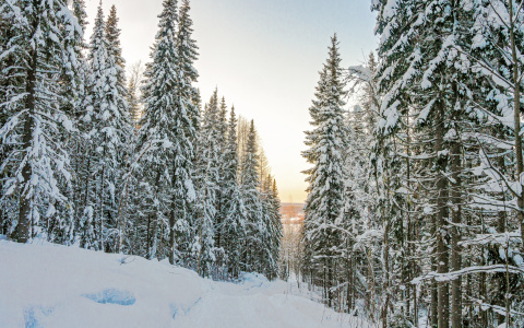 Погода в Ухте: Неужели холода отступают?