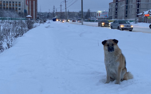 Ловите, пока волки не съели: В Сосногорске ищут исполнителя на отлов безнадзорных собак