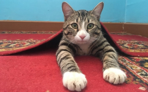"Мой ласковый и нужный зверь": музейный кот из Коми стал лауреатом международной премии