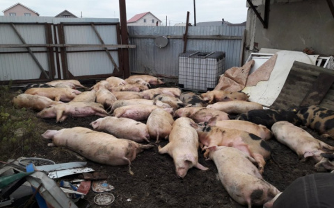 Власти Коми пытаются контролировать распространение африканской чумы свиней
