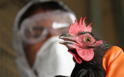Новый штамм птичьего гриппа скоро мутирует и сможет передаваться от человека к человеку
