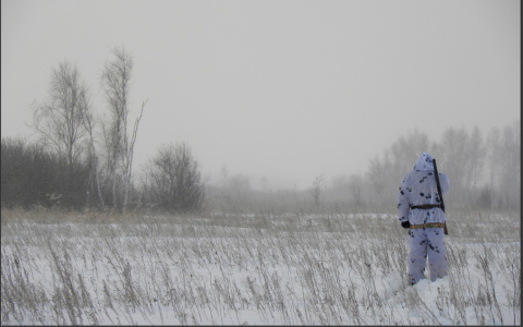 В Коми охотники пока не получат вознаграждение за волка