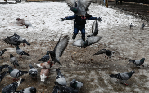 В России зарегистрировали первые в мире случаи заражения человека птичьим гриппом