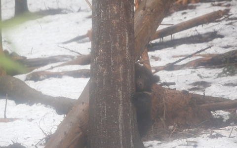 Как Коми-медвежонок лютые морозы пережил
