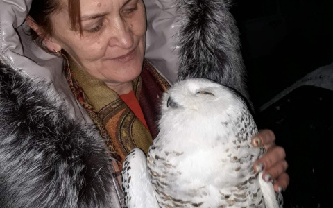 В Коми волонтеры спасают от истощения полярную сову