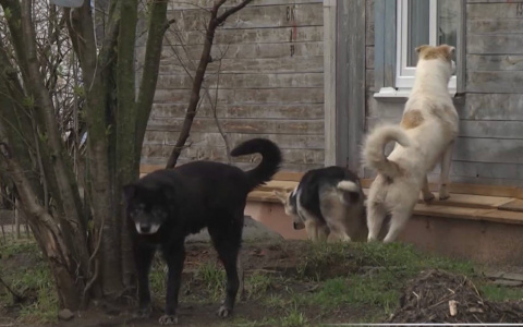 Новые методы борьбы с бездомными собаками предложила Госдума