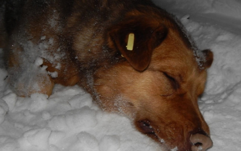 Массовое отравление бездомных стерилизованных собак в Ухте