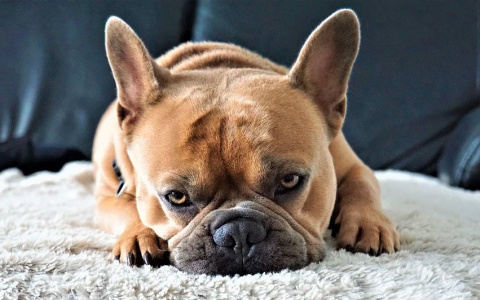 "Хотела приобрести друга, а нажила врага": ухтинка "попала" на мошенников-собаководов