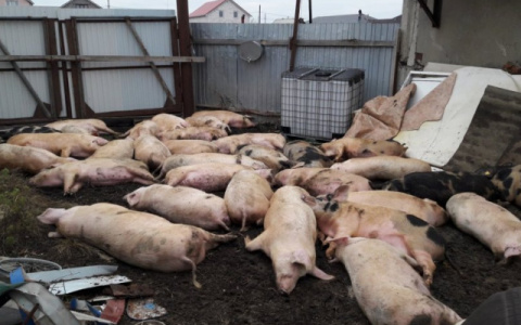 ЧП в республике. Выявлен новый очаг африканской чумы свиней