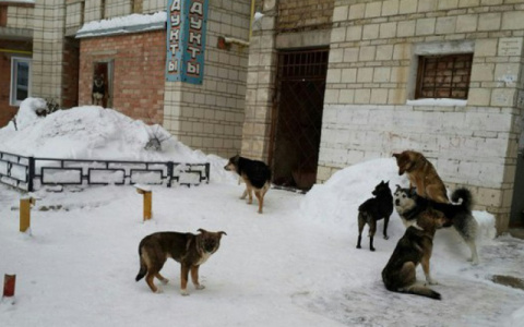 "Накинулась и порвала штанину". После многочисленных обращений горожан на отлов собак выделят два миллиона рублей