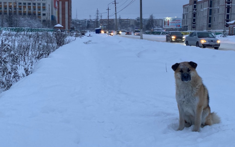 46 детей Ухты и 39 детей Сосногорска пострадали от укусов бездомных собак в 2020 году