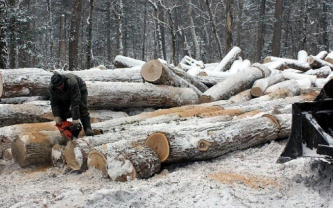 За вырубку "государственного имущества" житель Коми должен выплатить почти 2 миллиона рублей
