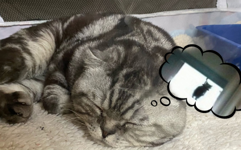 Фоторепортаж: выставка котов в Ухте оказалась не такой уж милой